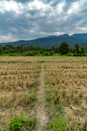 Soil pathway in rice Paddy filedの写真素材