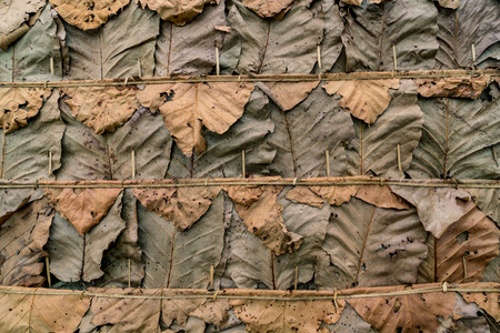 Dry leaves roof texture backgroundの写真素材