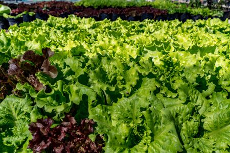 Bed of green vegetables in farmの写真素材