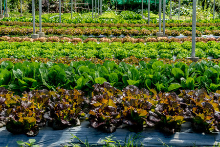Bed of green vegetables in farm