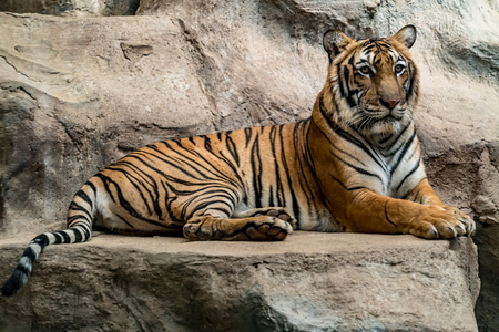 Close up image of bengal tigerの写真素材