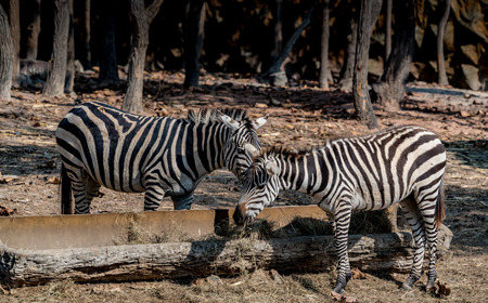Image of zebra in the zooの写真素材