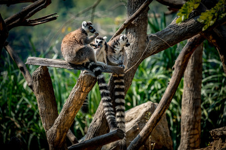 Image of Lemur sitting on branch