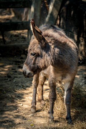 Young brown donkey in the farm