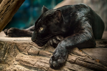 Image of black panther