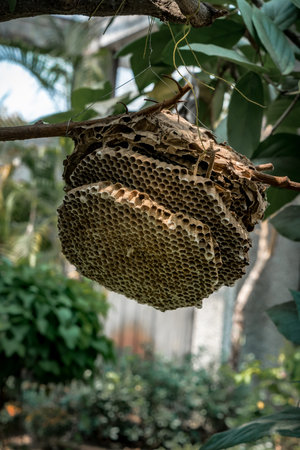 Old empty wasp nest