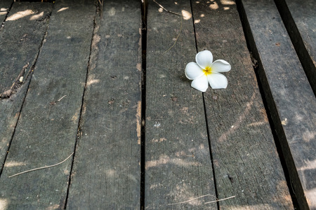 White plumeria flower on old wooden floorの写真素材