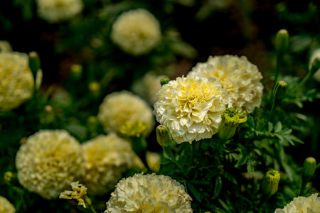 Beige Marigold flower on green leaves background