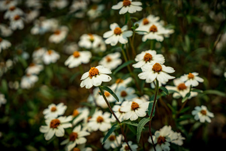 Image  of white daisy flowersの写真素材