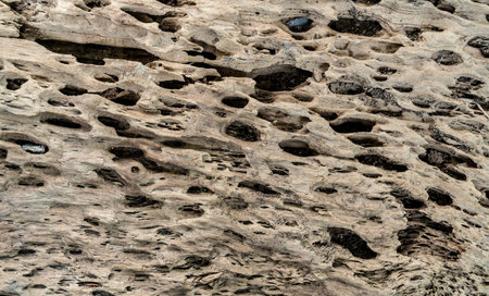 Termite nest damage old wood texture