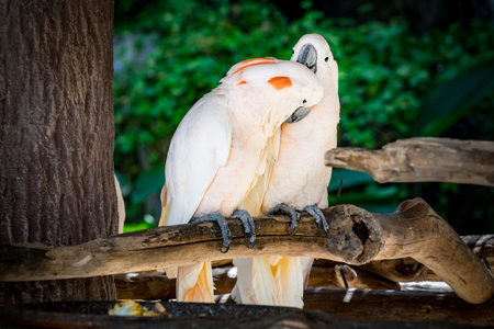 Two lover cockatoos on the branchの写真素材