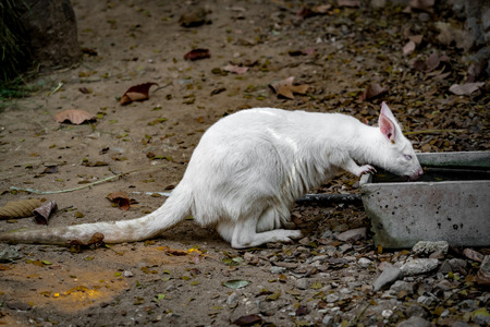 White wallaby sitting on the soil groundの写真素材