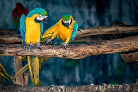 Image of Two Colorful macaws with iro nail on branch