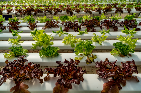Fresh Green lettuce in hydroponics farmの写真素材