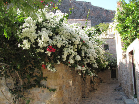 Bougainvillaのeditorial素材