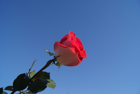 One scarlet rose on blue sky background. Rose is lit by the sun. Rose in the left side.の写真素材