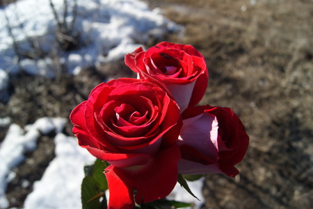 three roses on melting snow with dirt background.の写真素材