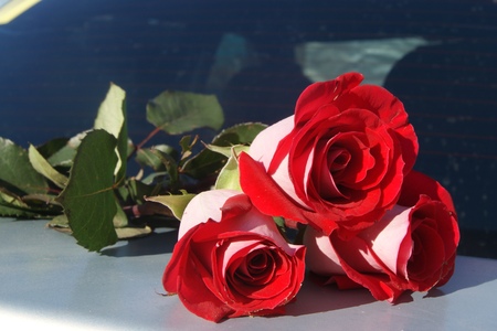 Three red roses on car trunk for background, selective focus.の写真素材