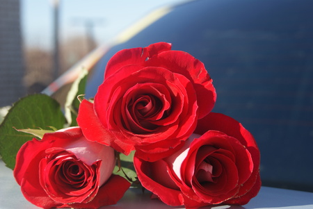 Three red roses on car trunk for background, selective focus.の写真素材