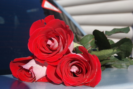 Three red roses on car trunk for background, selective focus.の写真素材