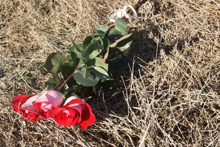 Three fresh red scarlet roses on Last year's withered grass backgroundの写真素材