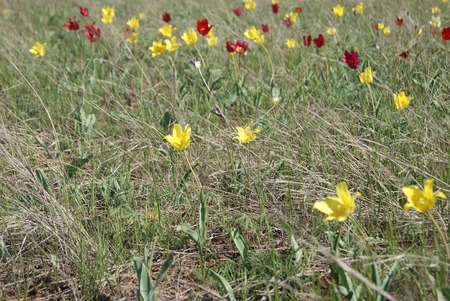 Wild Tulips Schrenk also Tulipa gesneriana or Didier's tulip or garden tulip in spring desert of South Russia near lake Eltonの写真素材