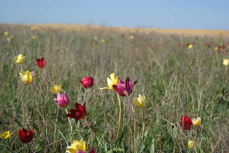 Wild Tulips Schrenk also Tulipa gesneriana or Didier's tulip or garden tulip in spring desert of South Russia near lake Eltonの写真素材