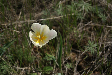 Wild Tulips Schrenk also Tulipa gesneriana or Didier's tulip or garden tulip in spring desert of South Russia near lake Eltonの写真素材