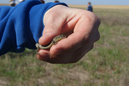 A man kindly holding with bare hands a young spotted or eyed lizard, Timon lepidus, former Lacerta lepida. It is the largest lizard of Europe and can be seen basking in rocky zones.の写真素材