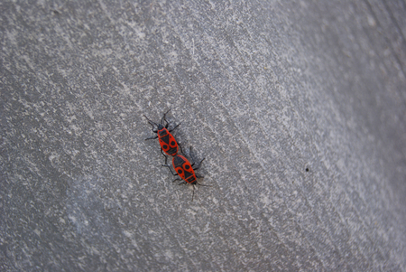 Couple of firebugs Pyrrhocoris apterus on slate backgroundの写真素材