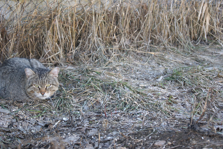 Grey striped mongrel cat lying on grey grass on early spring and looking away attentivelyの写真素材