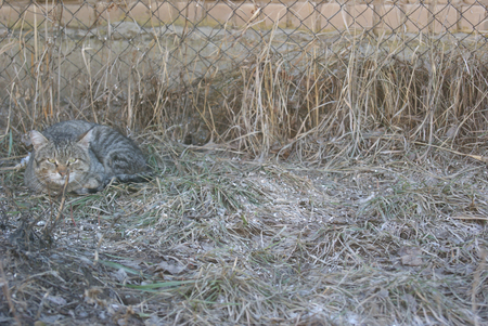 Grey striped mongrel cat lying on grey grass on early spring and looking away attentivelyの写真素材
