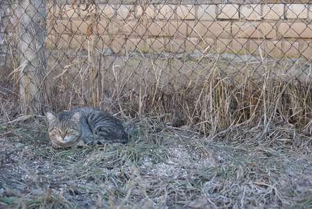 Grey striped mongrel cat lying on grey grass on early spring and looking away attentivelyの写真素材