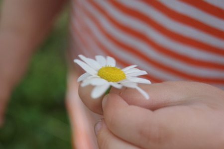 Child hand holding a flower daisy chamomile . Focus for flowers. Striped t-shirt on backgroundの写真素材