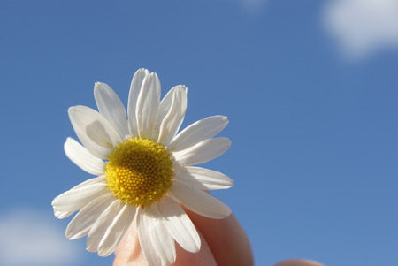 Chamomile against the sky. Summer daisy. A beautiful scene of nature with blooming medical chamois. Alternative medicine. Camomile Spring floral sky landscapeの写真素材