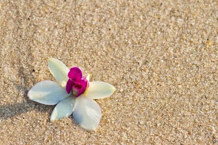 Orchid on the sand beachの写真素材