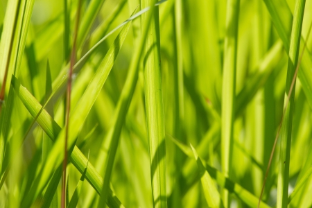 Close up grassの写真素材