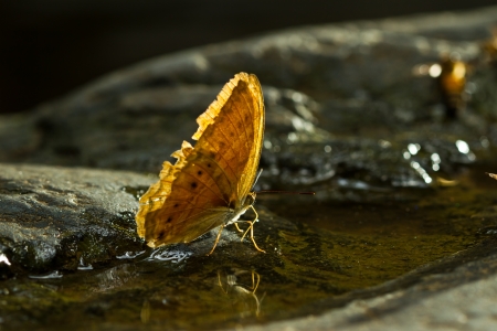 Brown Butterfly at the water fallの写真素材