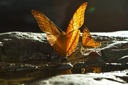 Brown Butterfly at the water fallの写真素材