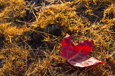 Maple on the grassの写真素材