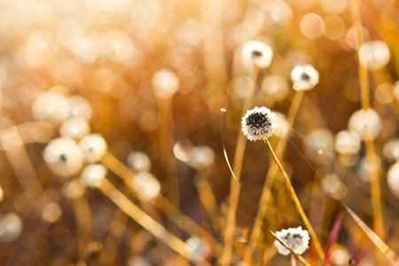 Grass in the morning sunlight の写真素材