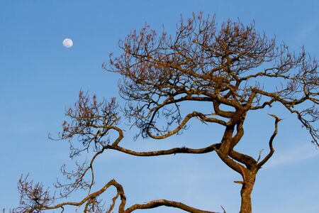 Pine on the blue skyの写真素材