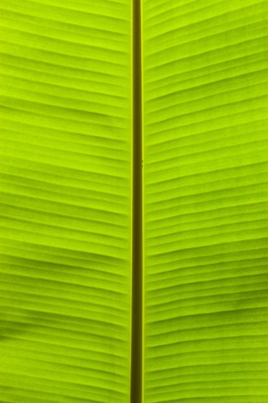 Banana leafの写真素材