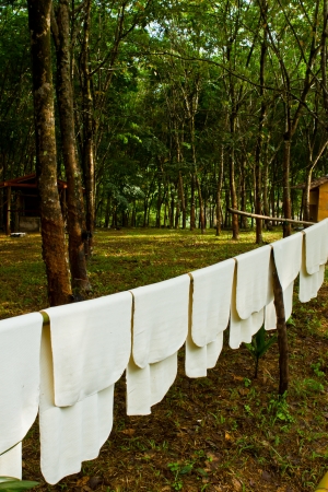 Rubber tree farmland, south of Thailandの写真素材