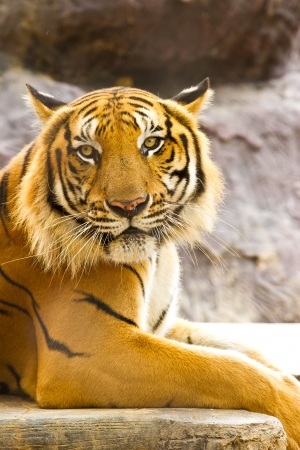 Golden tiger in the zooのeditorial素材