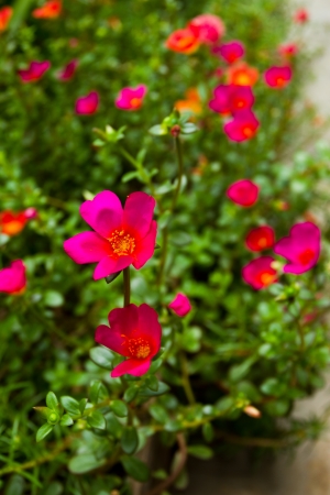 Cute flowerの写真素材