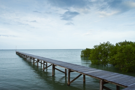 path way amoung the Mangrove forest, Thailandの写真素材