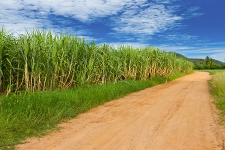 Sugarcane farmland, Thailandの写真素材