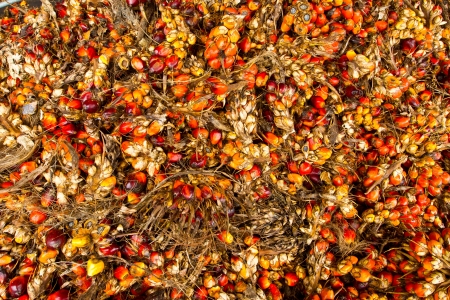 Palm fruit , tropical plant for bio diesel productionの写真素材