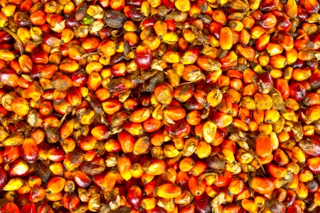 Palm fruit , tropical plant for bio diesel productionの写真素材